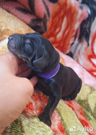 Щенки добермана