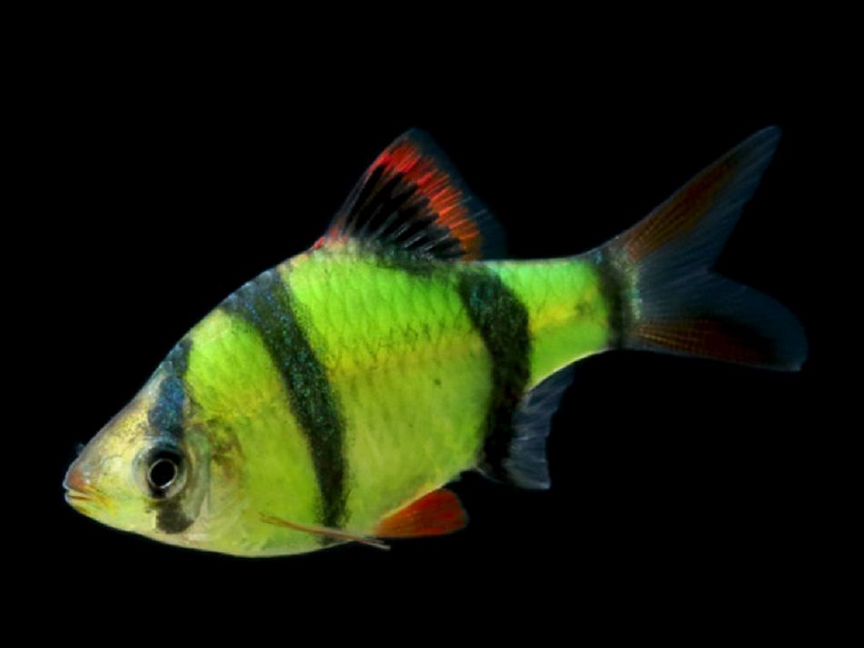 Барбус Суматранский зеленый (GloFish) светящийся