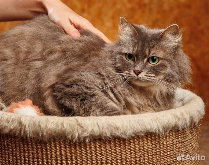 Ласковая кошечка Виола в добрые руки