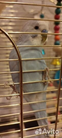 Волнистый попугай