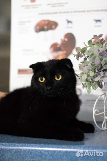 Кошечка в добрые руки