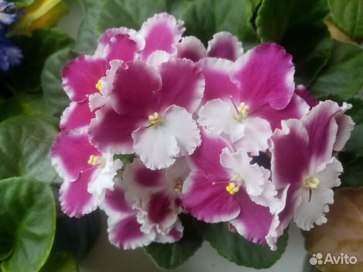 Фиалки детки и укорененные листы, стрептикарпус