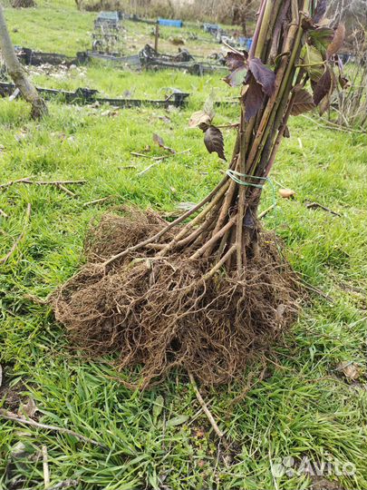 Саженцы ежевики и ежемалины большой выбор сортов