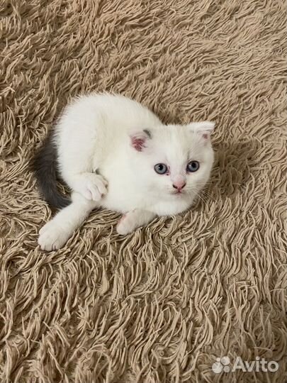 Котята шотландцы