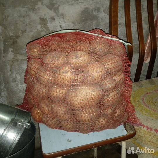 Продам картофель