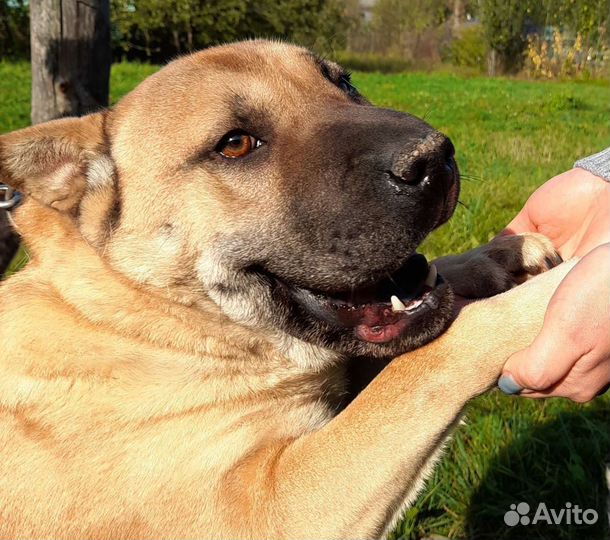 Собака в добрые руки