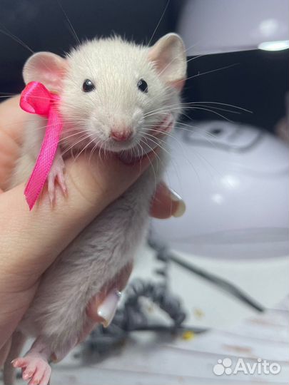 Крысята дамбо