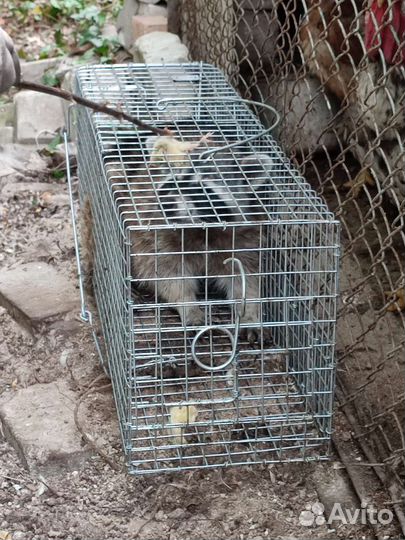 Клетка ловушка