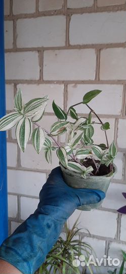 Комнатные цветы