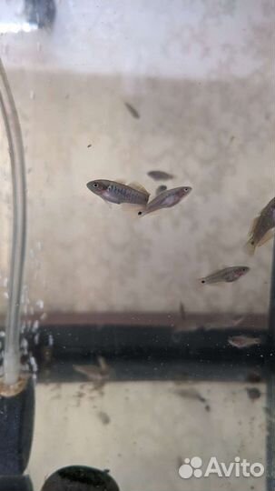 Рыбка в аквариум Элеотрис ковровый