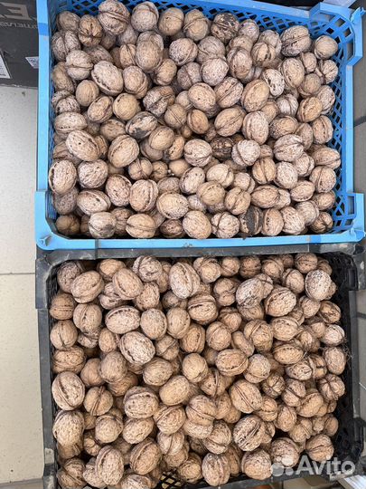 Грецкий орех в скорлупе