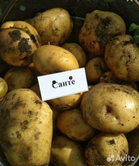 Семенной картофель