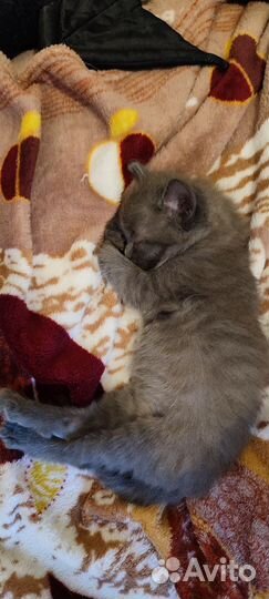 Кошка