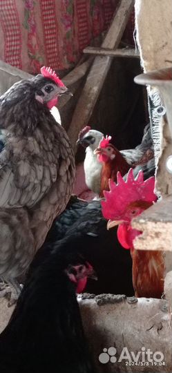 Домашние куриные яйца