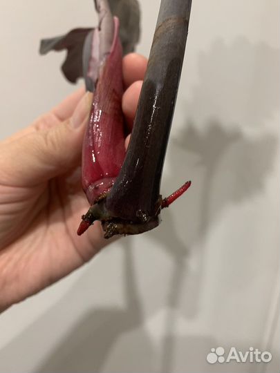 Филодендрон Карамель с широким листом