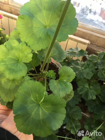 Герань пеларгония сортовая