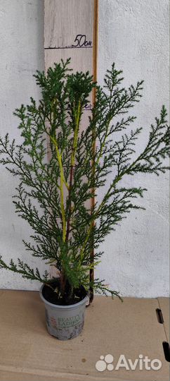 Быстрорастущие хвойные