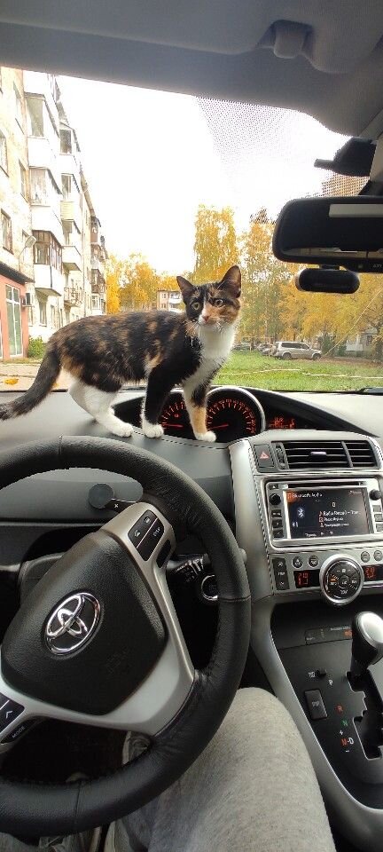 Toyota Verso: фото владельца