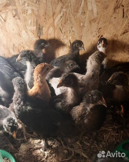 Цыплята, утята, молодые петушки