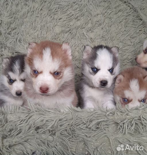 Щенки сибирской хаски