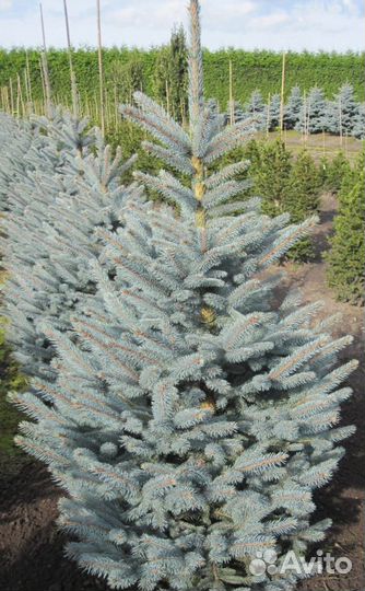 Ель колючая 
