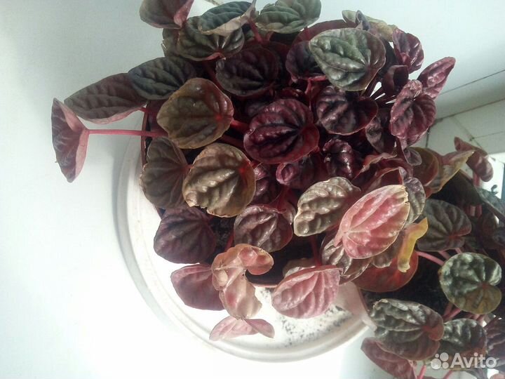 Бегония(пеперония)