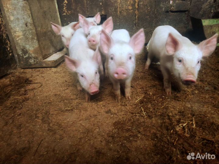 Поросенок Крупная Белая