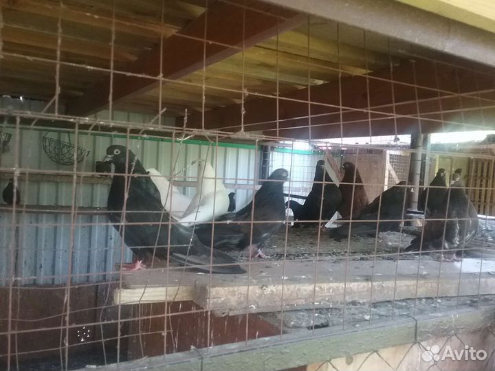 Продажа голубей