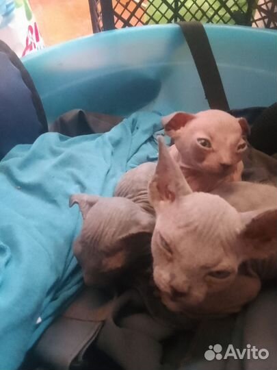 Котята сфинкс