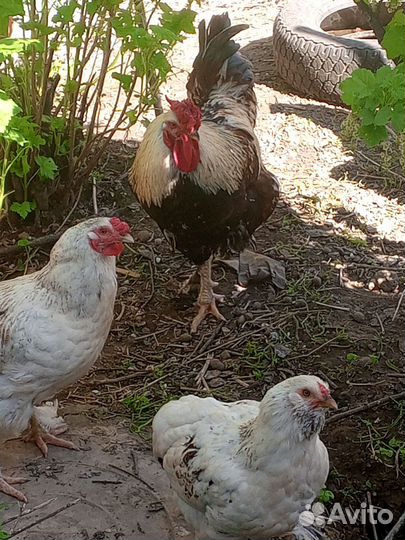 Петухи брама