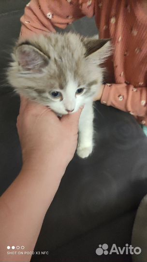 Невский маскарадный кот