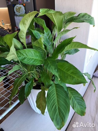 Спатифиллум большой комнатный цветок в горшке
