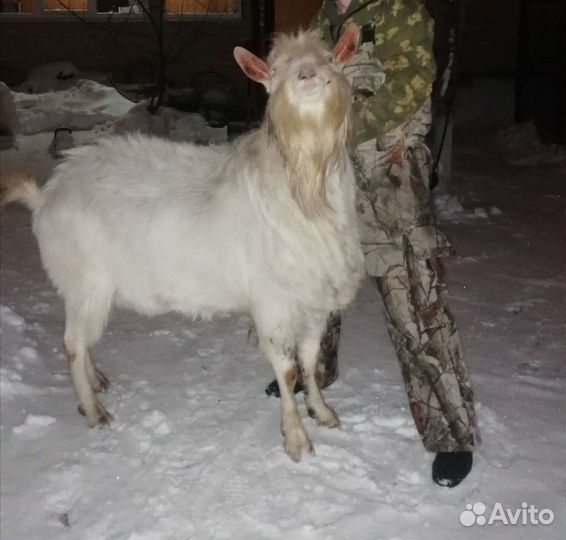 Козел зааненский большой