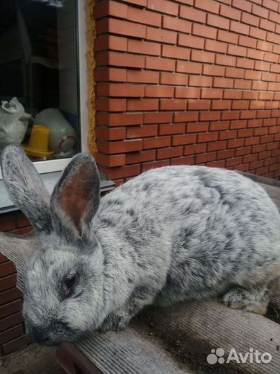 Кролик самка