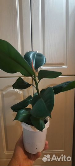 Фикус каучуконосный