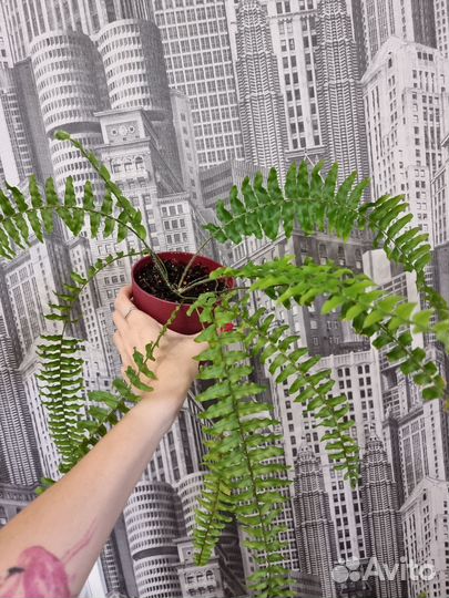 Папоротник нефролепис