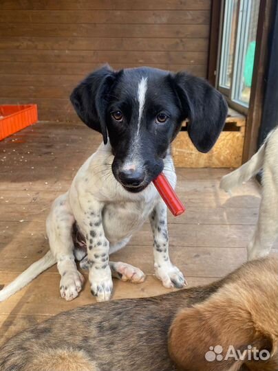 Щенок Гоголь