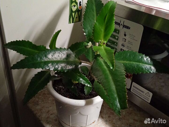 Каланхоэ лечебное