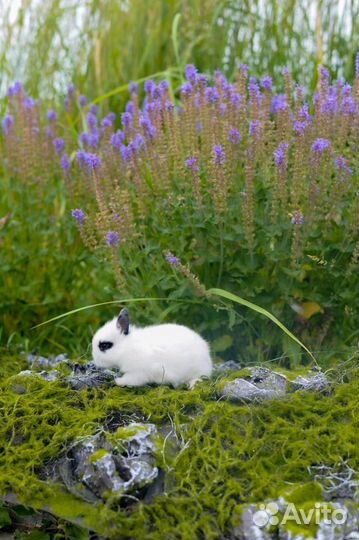Ваш кролик у нас
