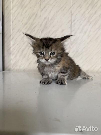 Котята мейн-кун