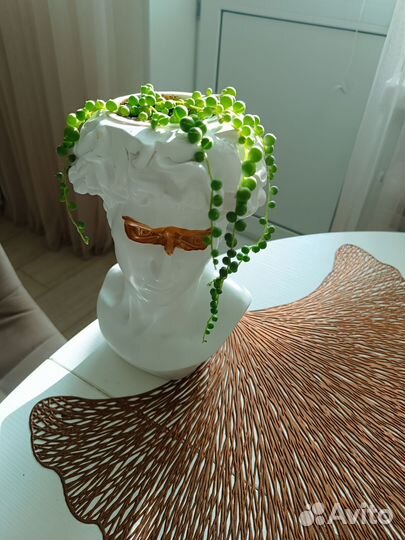 Крестовник роули,роули вариегатный