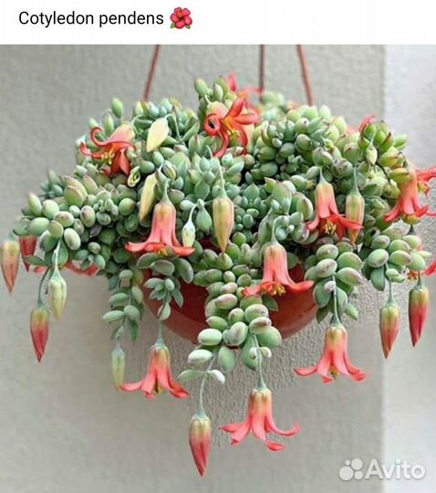 Суккуленты