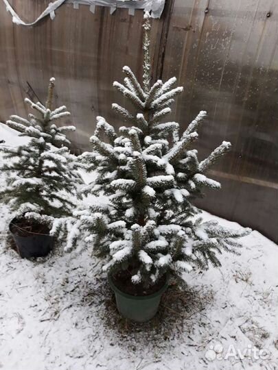 Живая Ель (Глаука) в горшках
