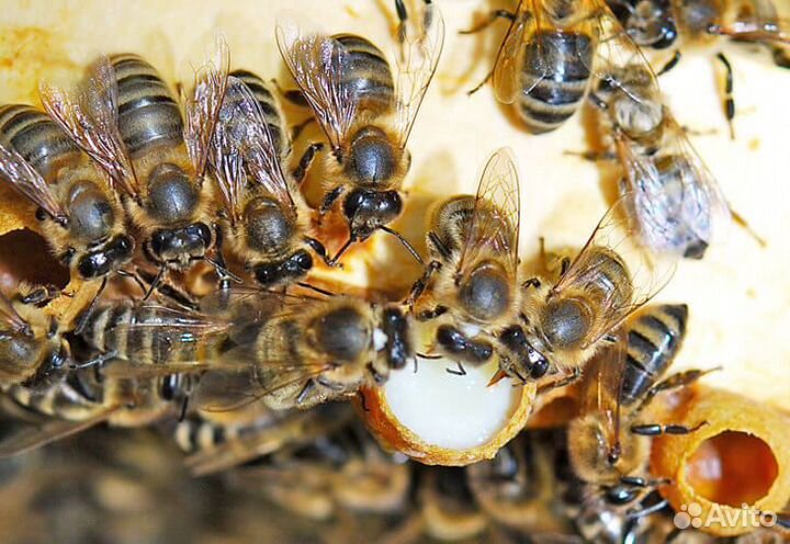 Пчелиное маточное молочко,трутневое молочко