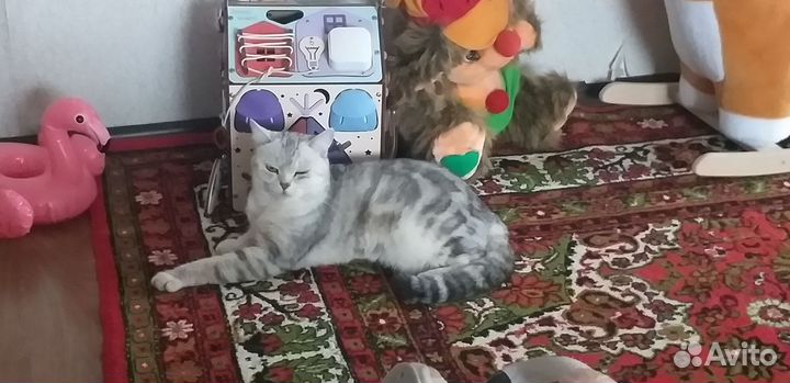 Кошка