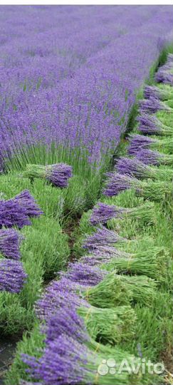 Кусты лаванды