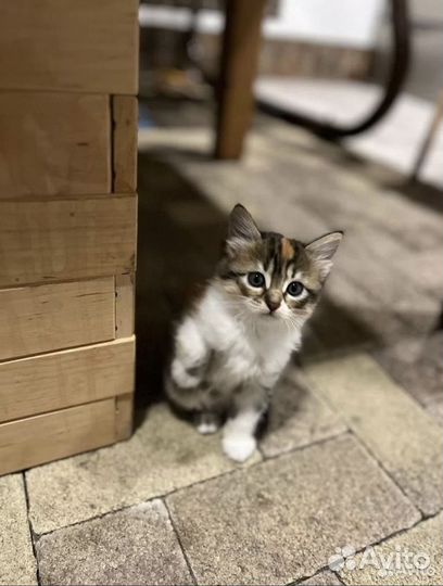 Кошка в добрые руки