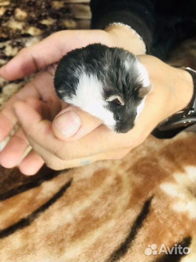 Питомник хомячков кэмпбелла