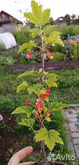 Смородина красная