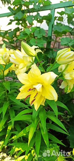 Лилии Экзотик Сан от-гибрид